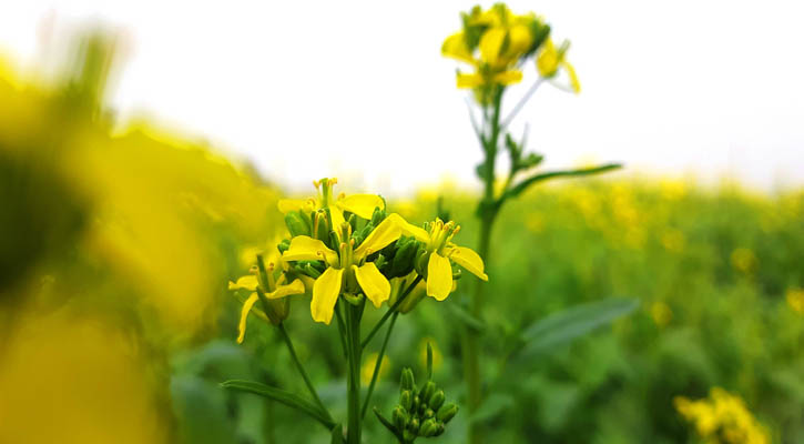 নওগাঁয় বাড়ছে সরিষা চাষ